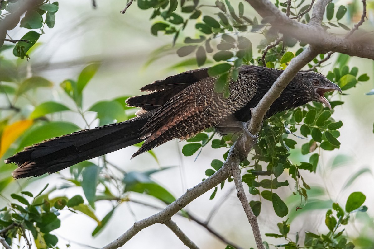 Pheasant Coucal - ML386209631