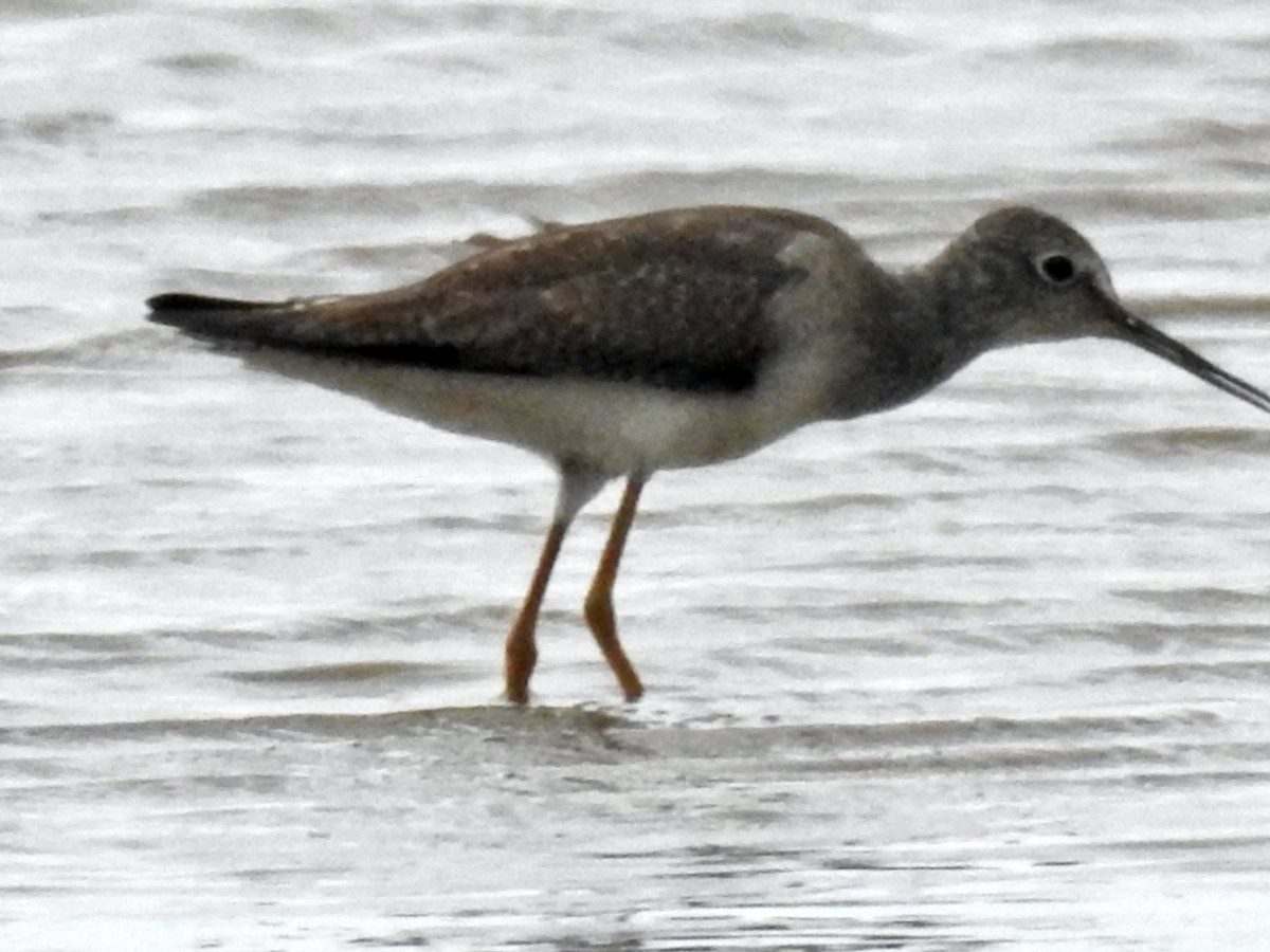 Lesser Yellowlegs - ML386209991