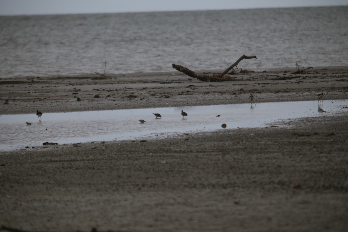 Lesser Yellowlegs - Clarisse Odebrecht