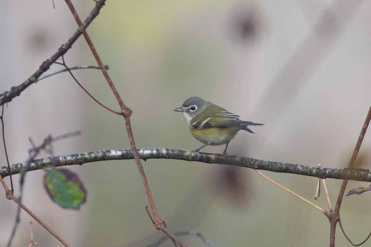 Blue-headed Vireo - ML386211661