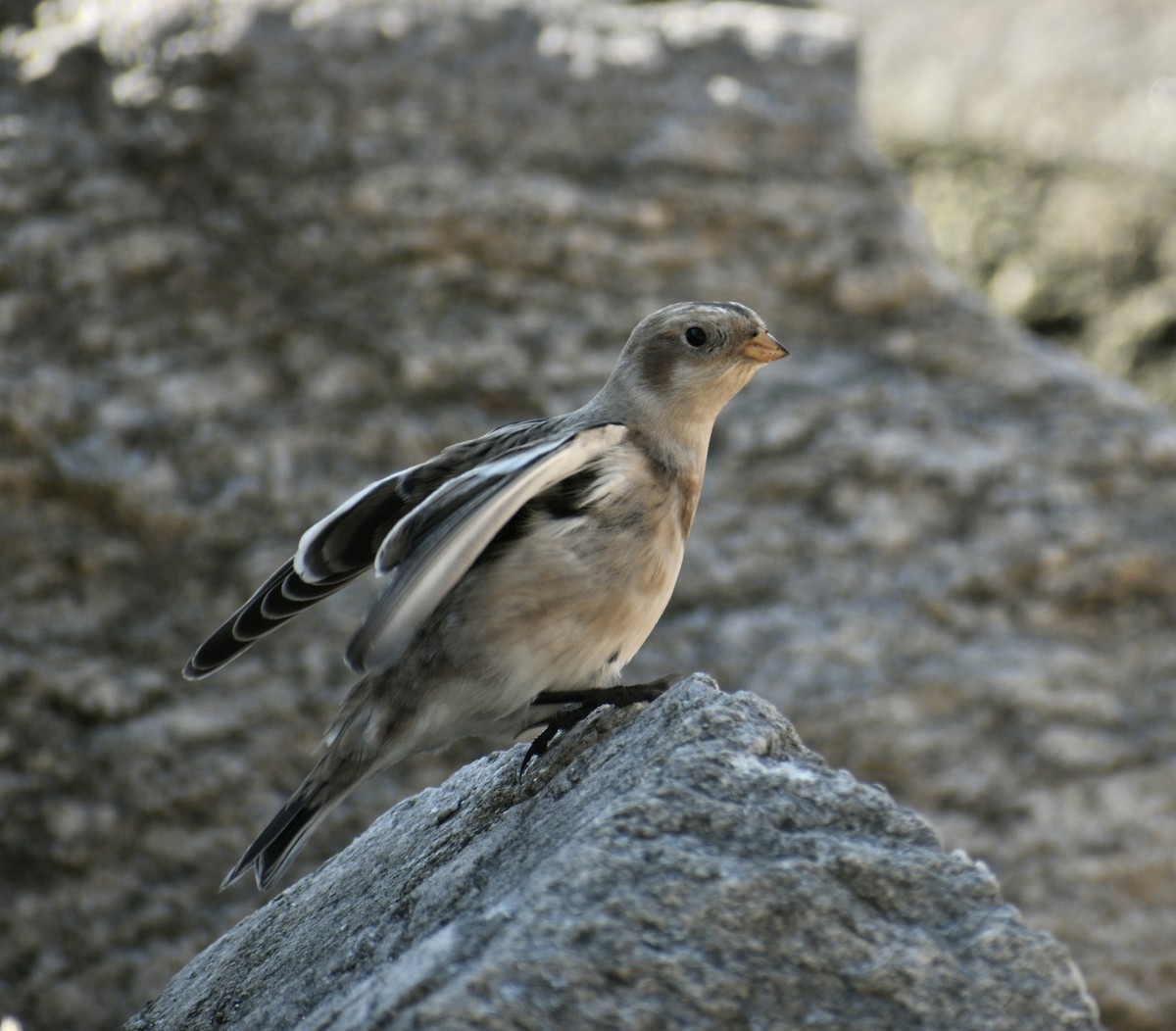 Snow Bunting - ML386211891