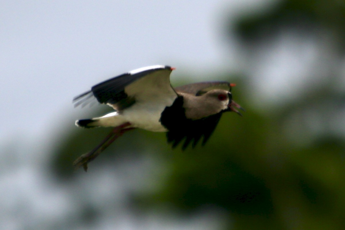 Southern Lapwing - ML386212001