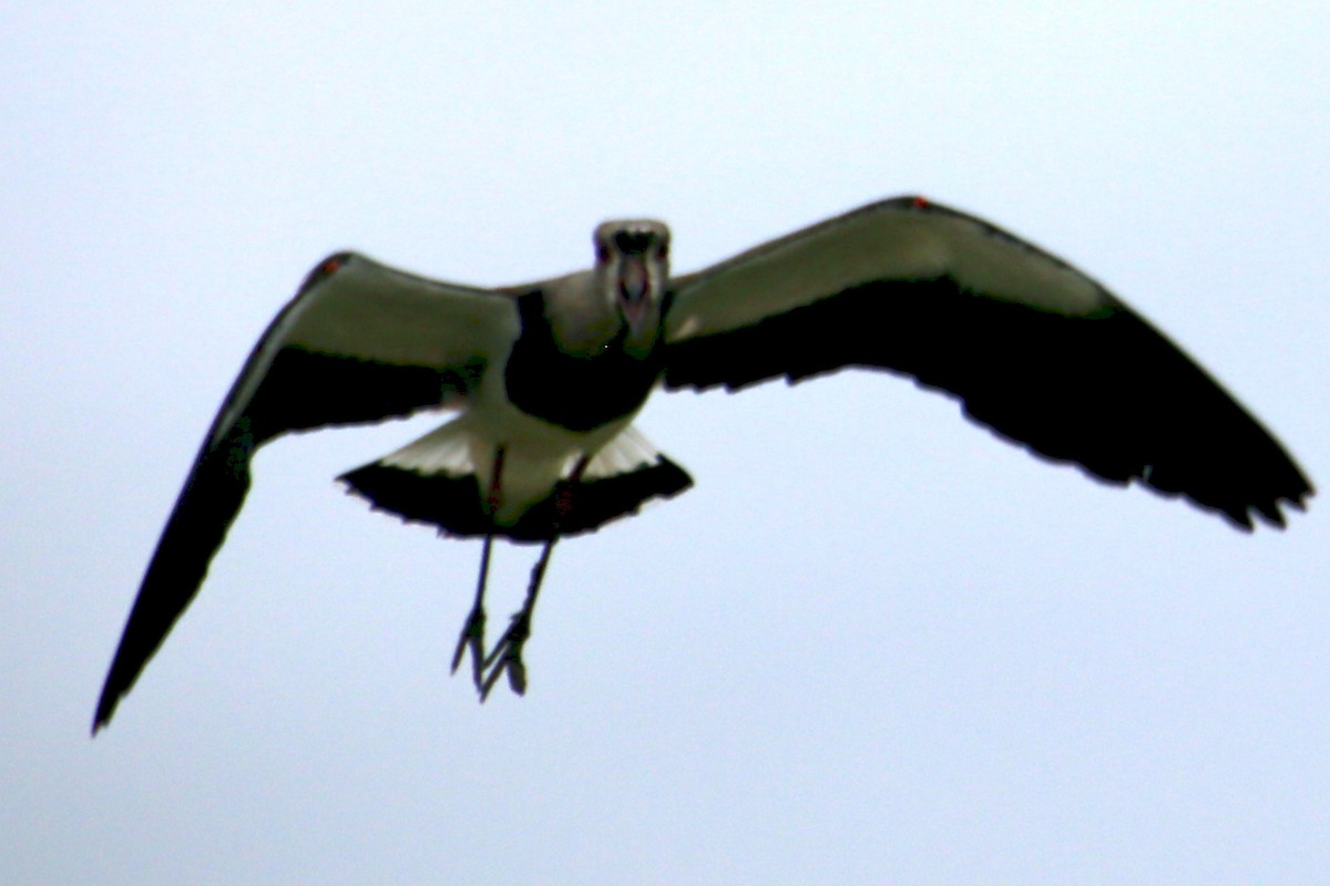 Southern Lapwing - ML386212011