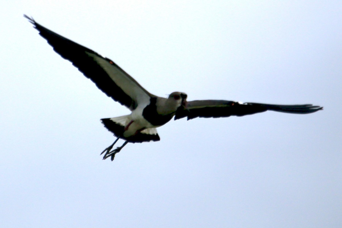 Southern Lapwing - ML386212051