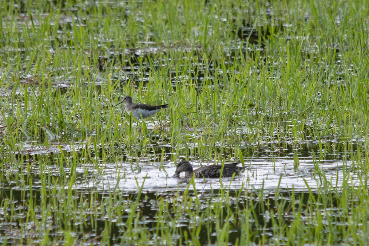 Черныш - ML386212151