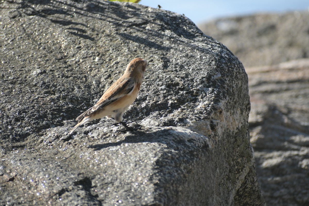 Snow Bunting - ML386212211