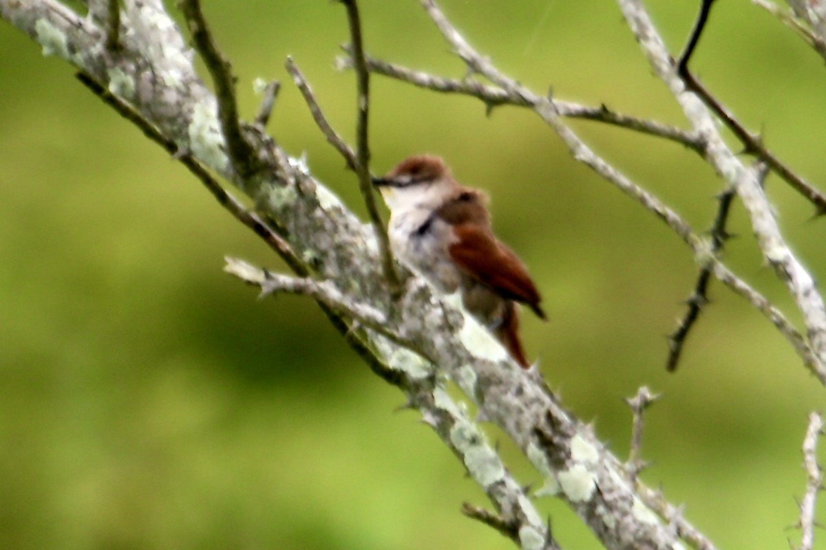 Yellow-chinned Spinetail - Clarisse Odebrecht