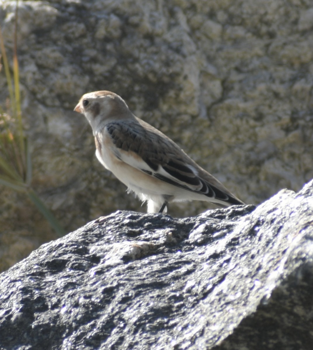 Snow Bunting - ML386212371