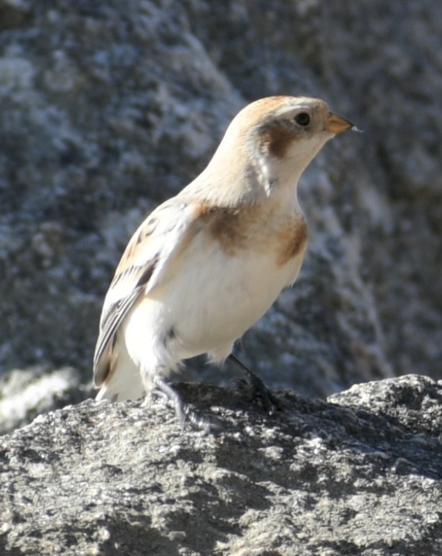 Snow Bunting - ML386212481