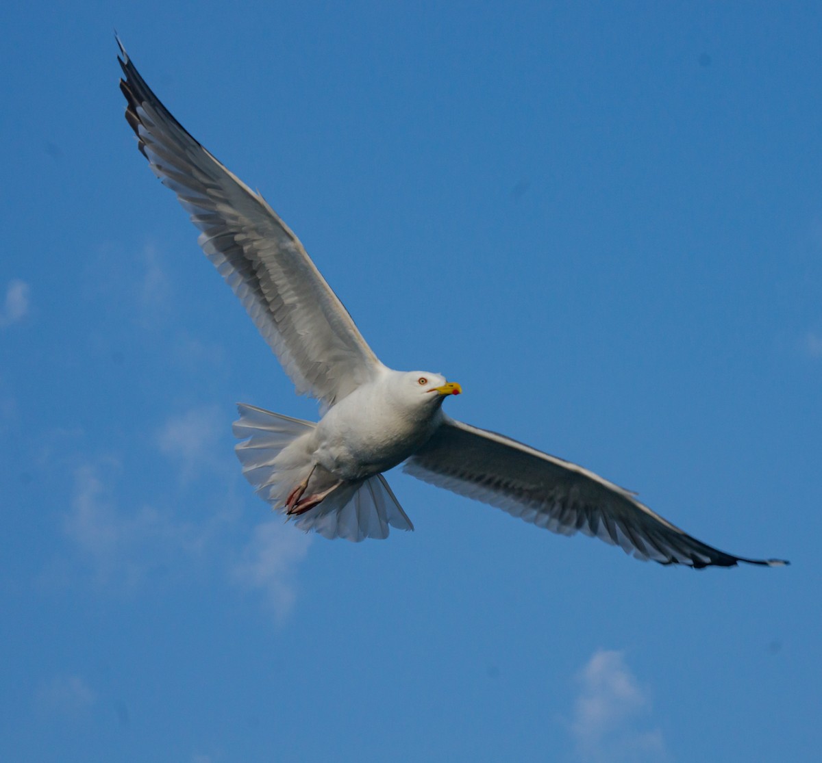 Herring Gull - Dmytro & Elena Moraru