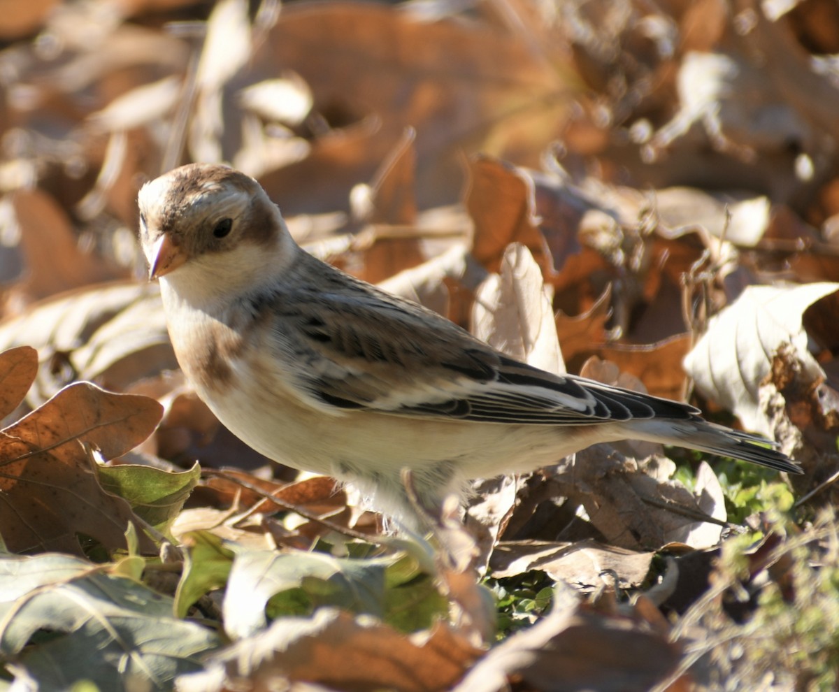 Snow Bunting - ML386212671