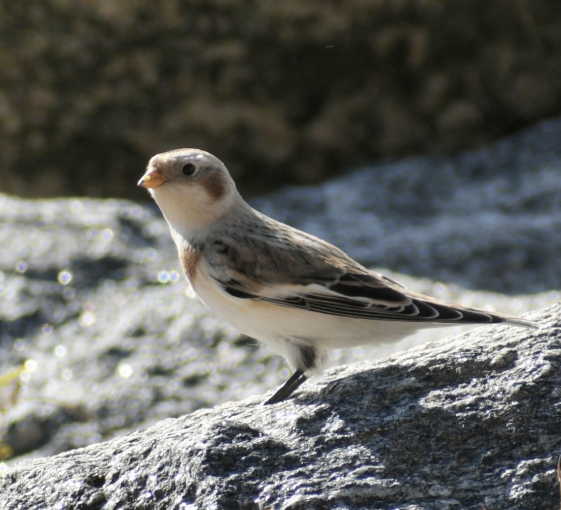 Snow Bunting - ML386212751