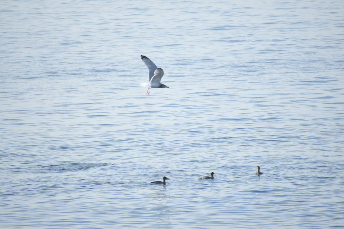 Red-breasted Merganser - ML386213661