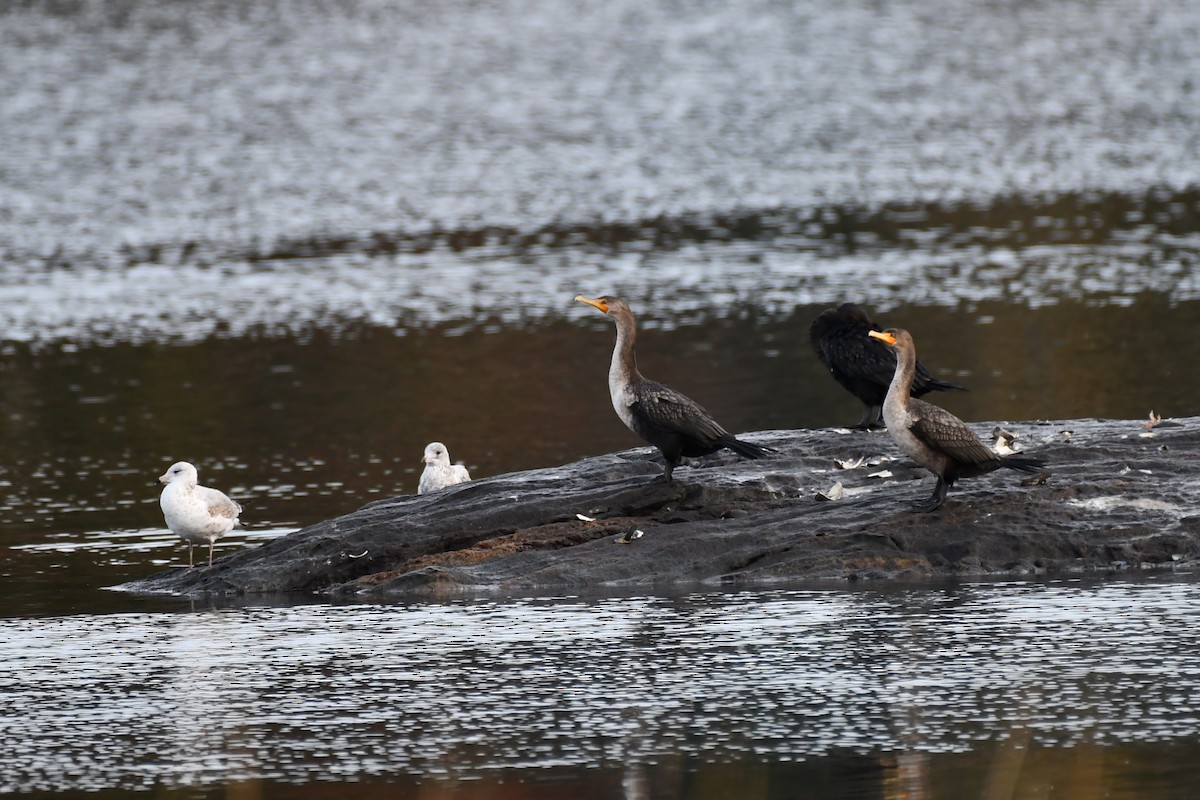 Double-crested Cormorant - ML386213891