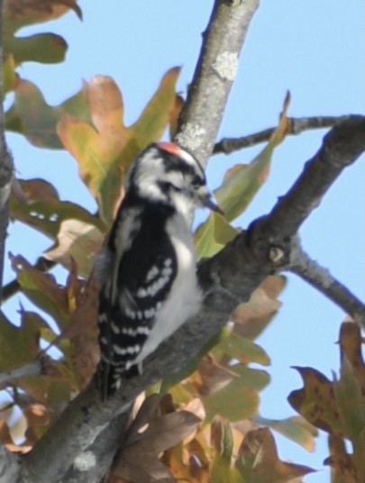 Downy Woodpecker - ML386214041