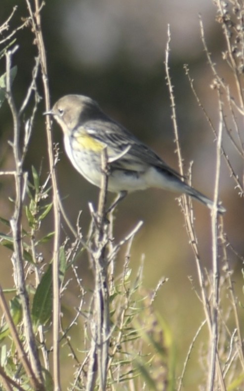 Yellow-rumped Warbler - ML386214191