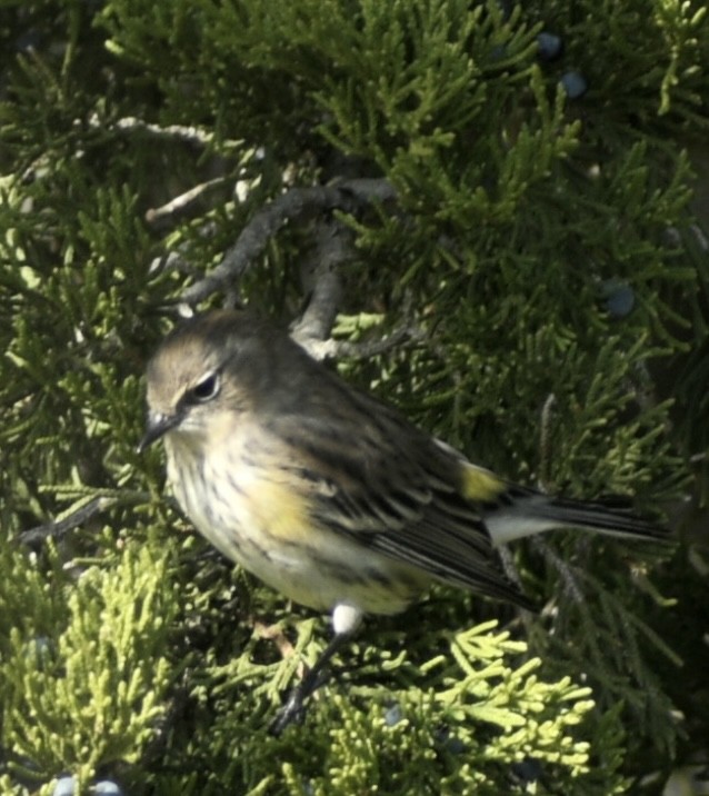 Yellow-rumped Warbler - ML386214401