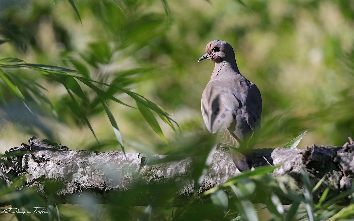 Eared Dove - ML386214991