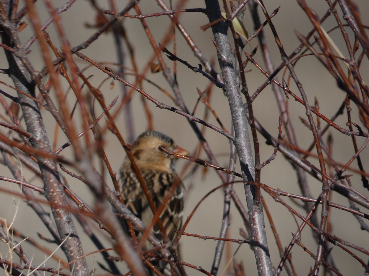 Harris's Sparrow - ML386215331