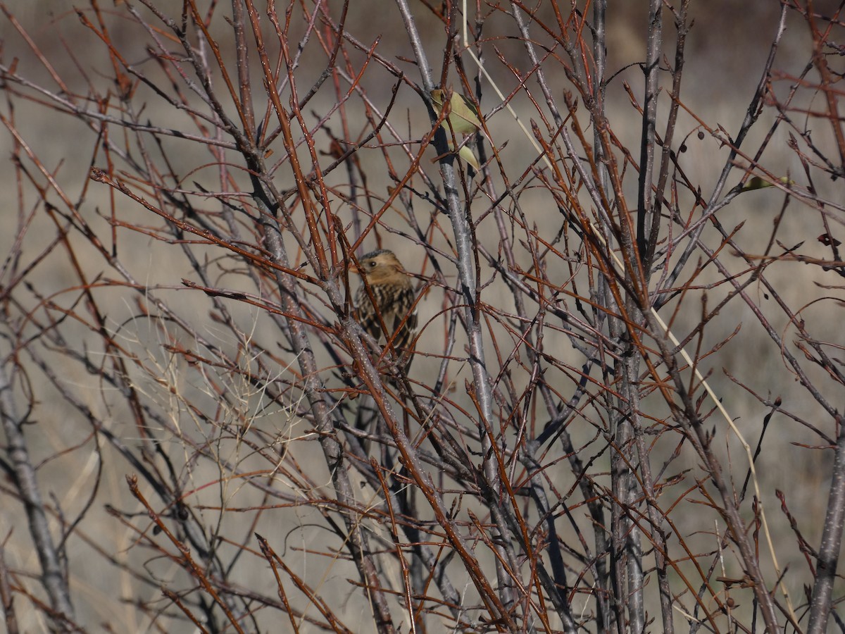 Harris's Sparrow - ML386215351