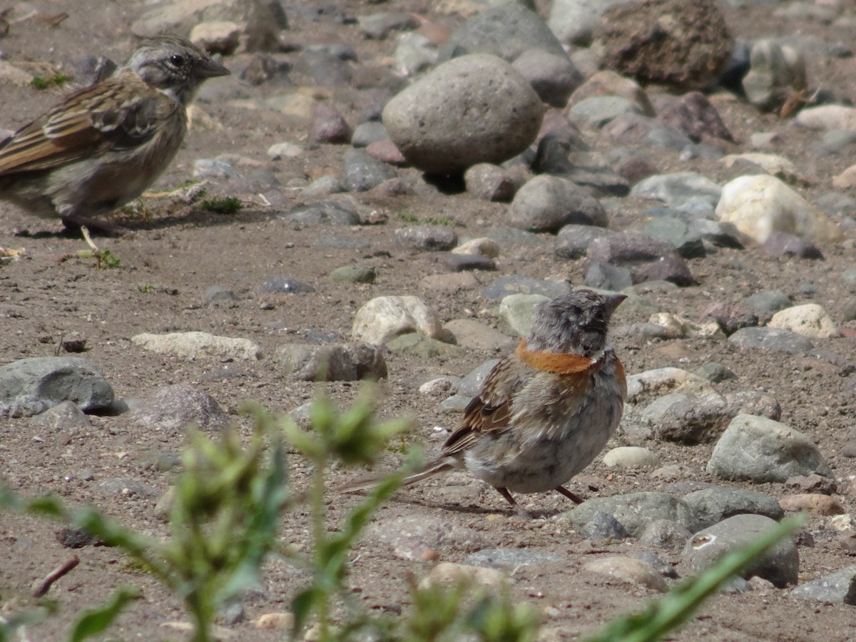 Rufous-collared Sparrow - ML386222061