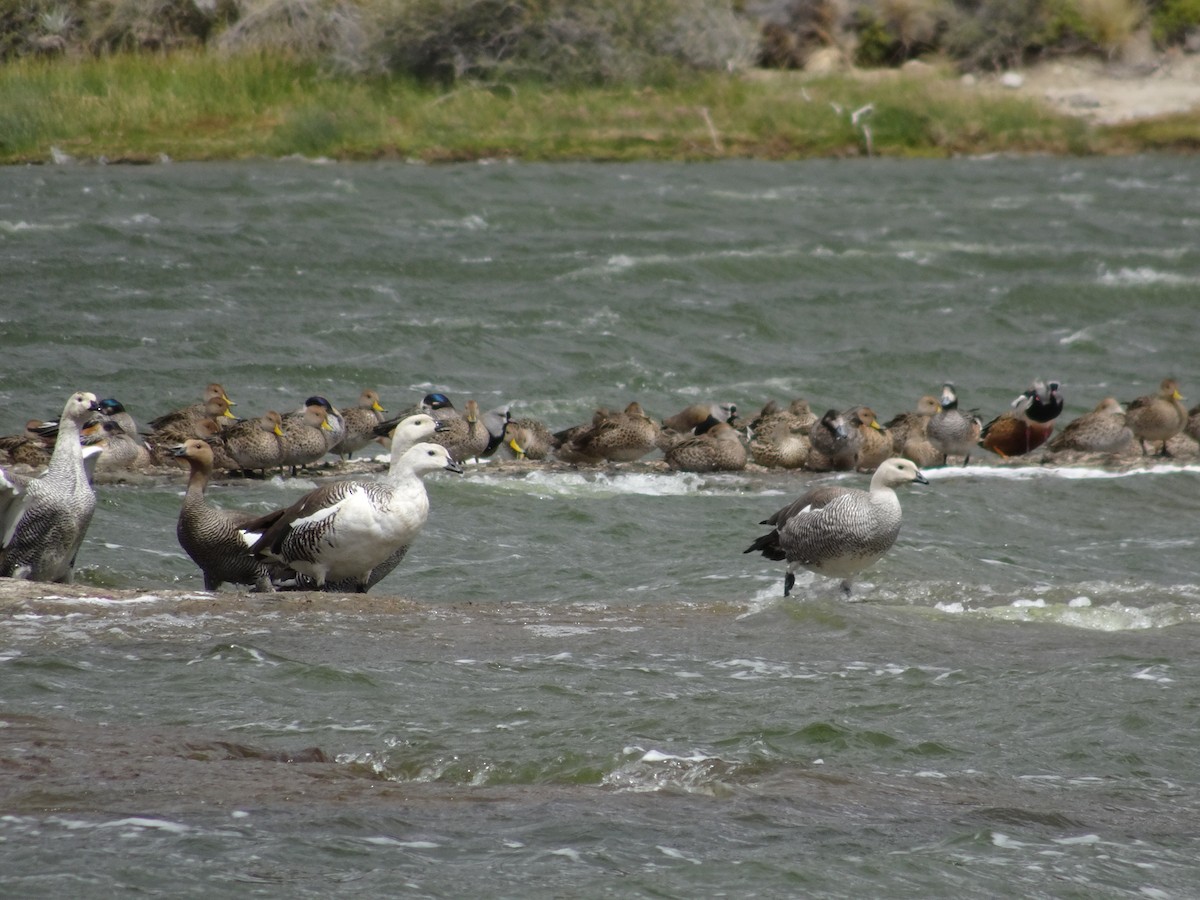 Upland Goose - ML386222231