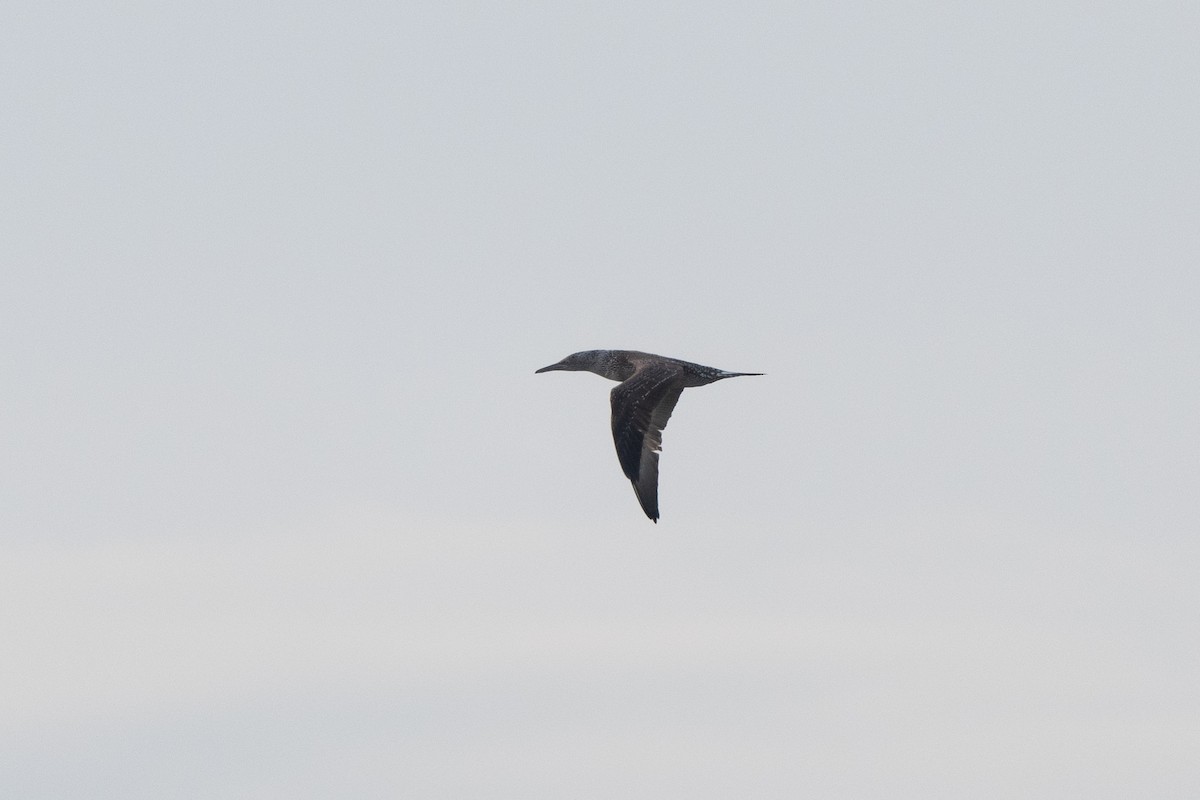 Northern Gannet - ML386224241