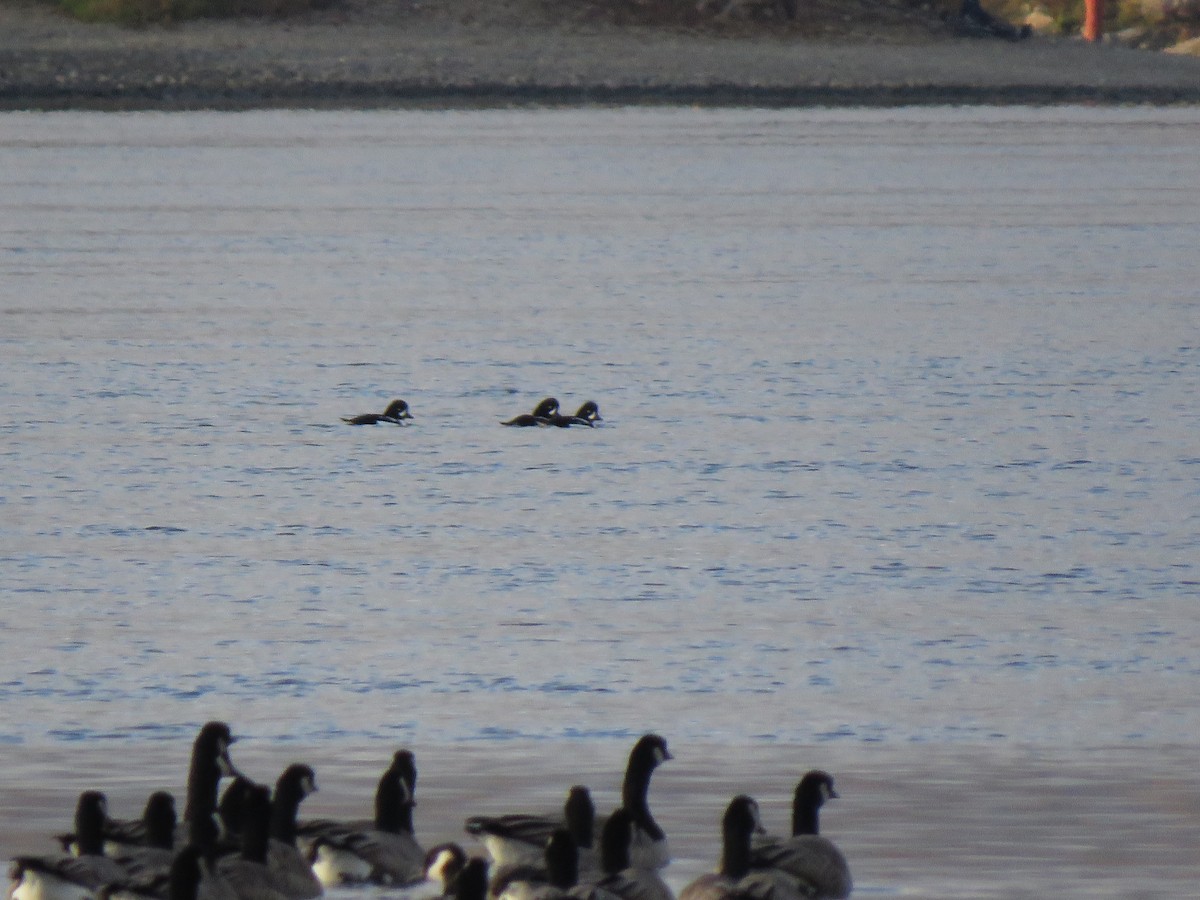 Barrow's Goldeneye - ML386225301