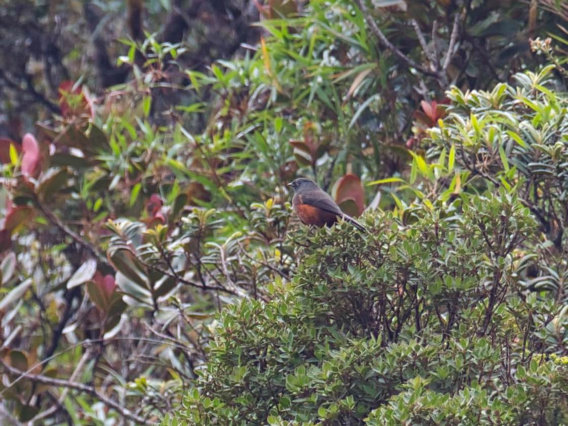 Chestnut-bellied Cotinga - ML386226981