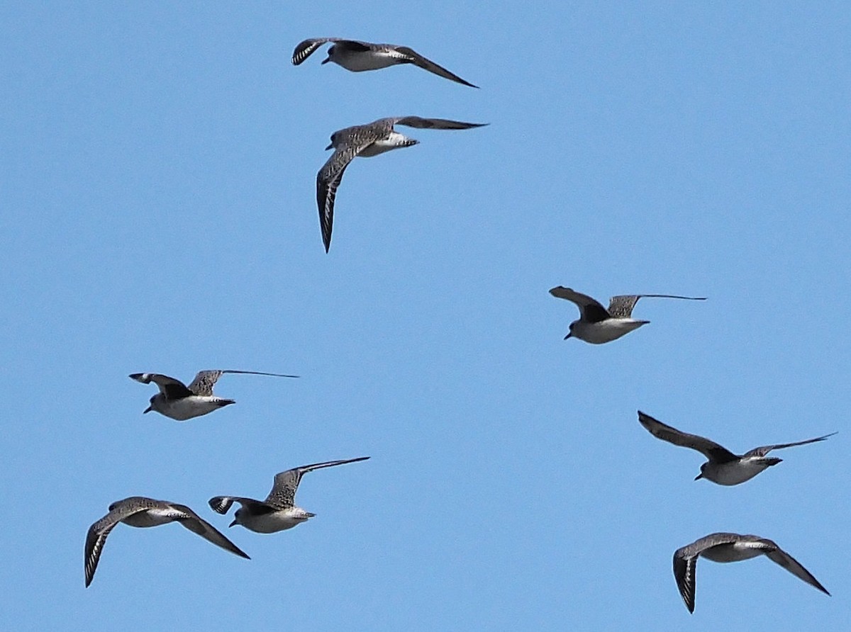 Black-bellied Plover - ML386228911