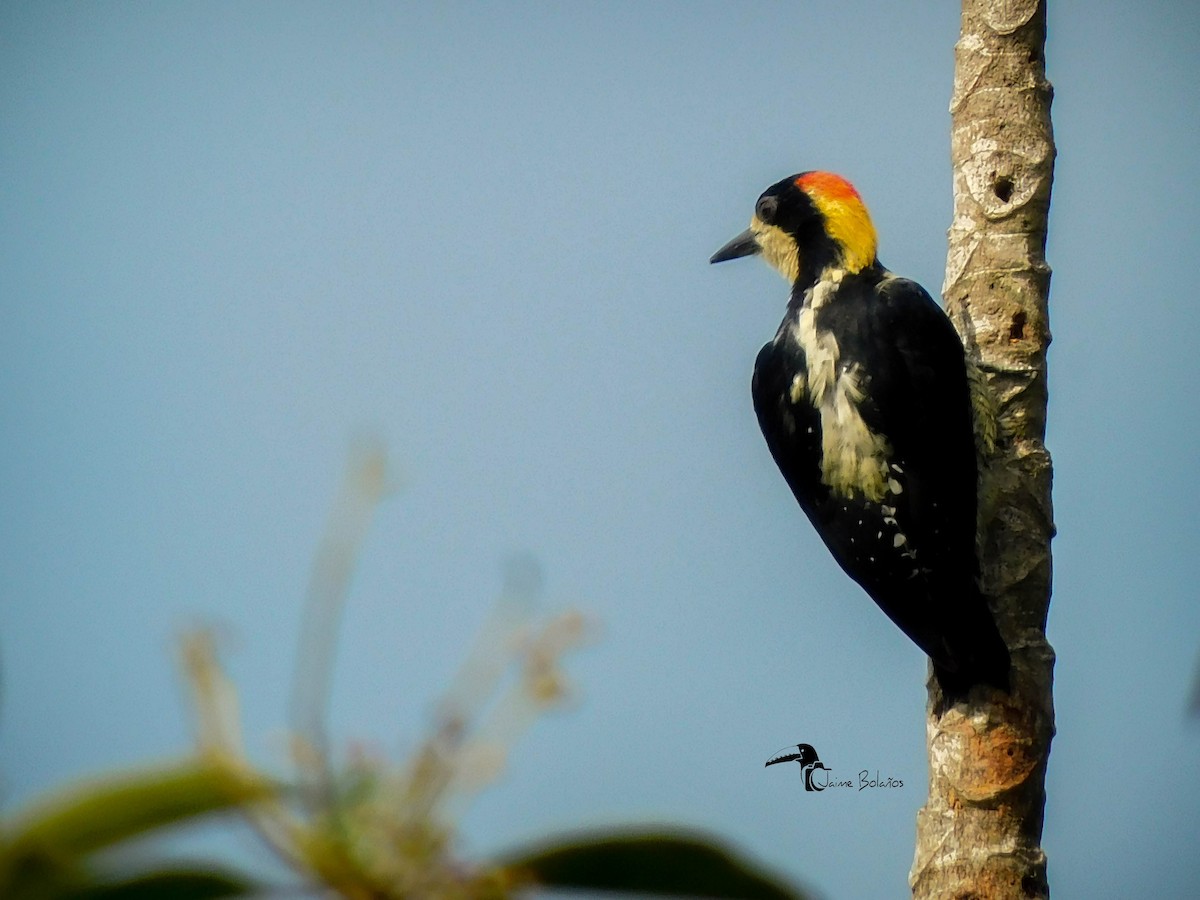 Beautiful Woodpecker - Jaime Bolaños