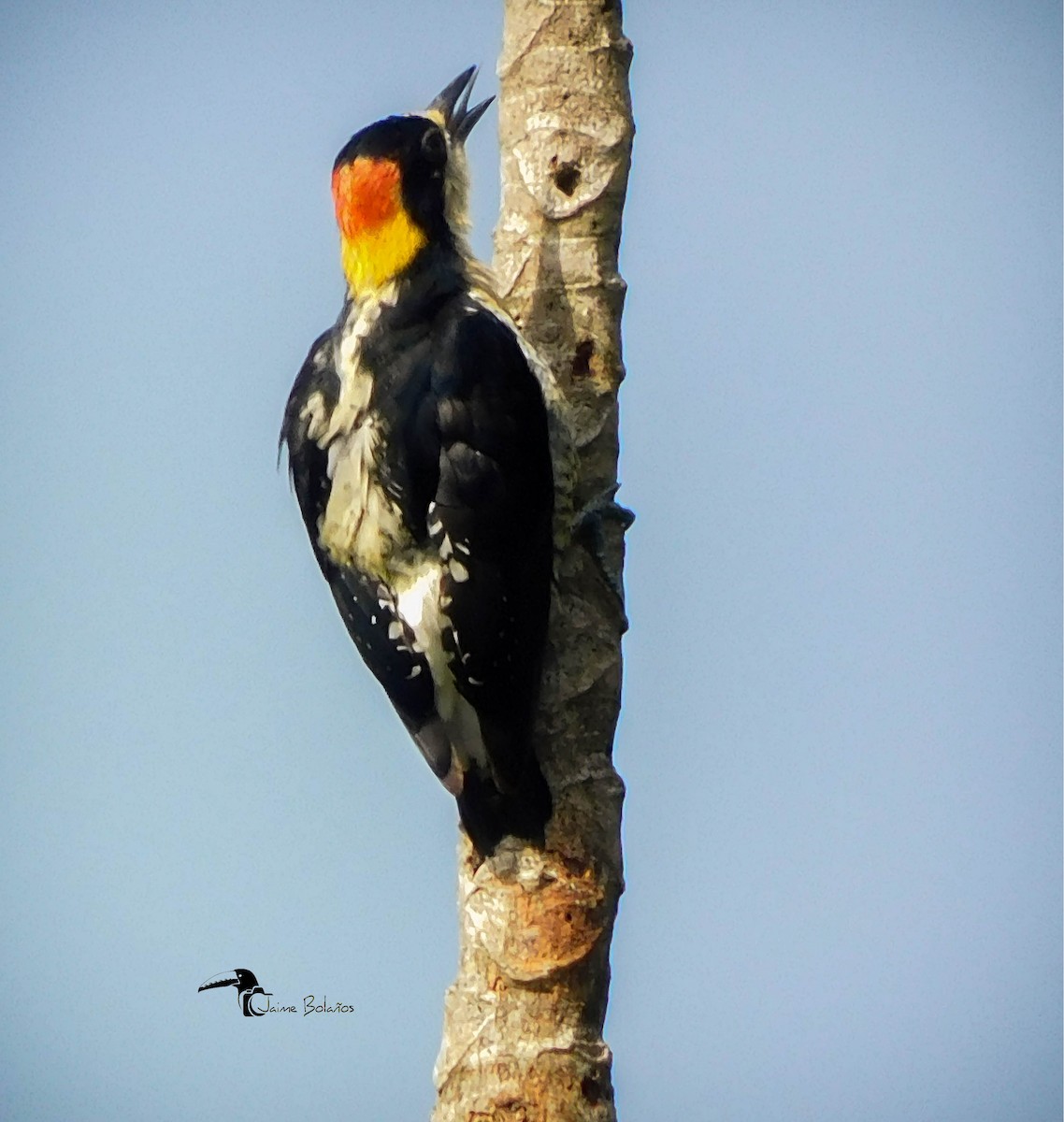 Beautiful Woodpecker - Jaime Bolaños