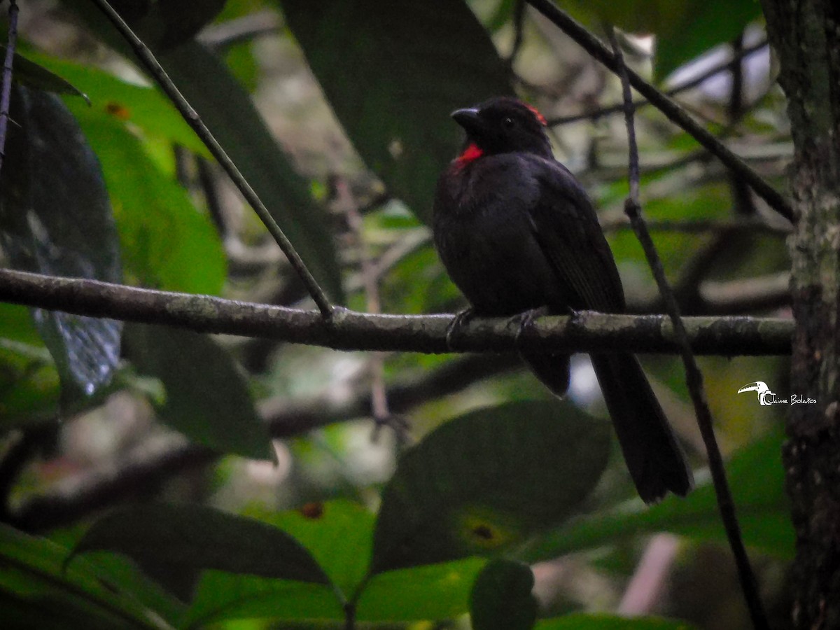 Sooty Ant-Tanager - Jaime Bolaños