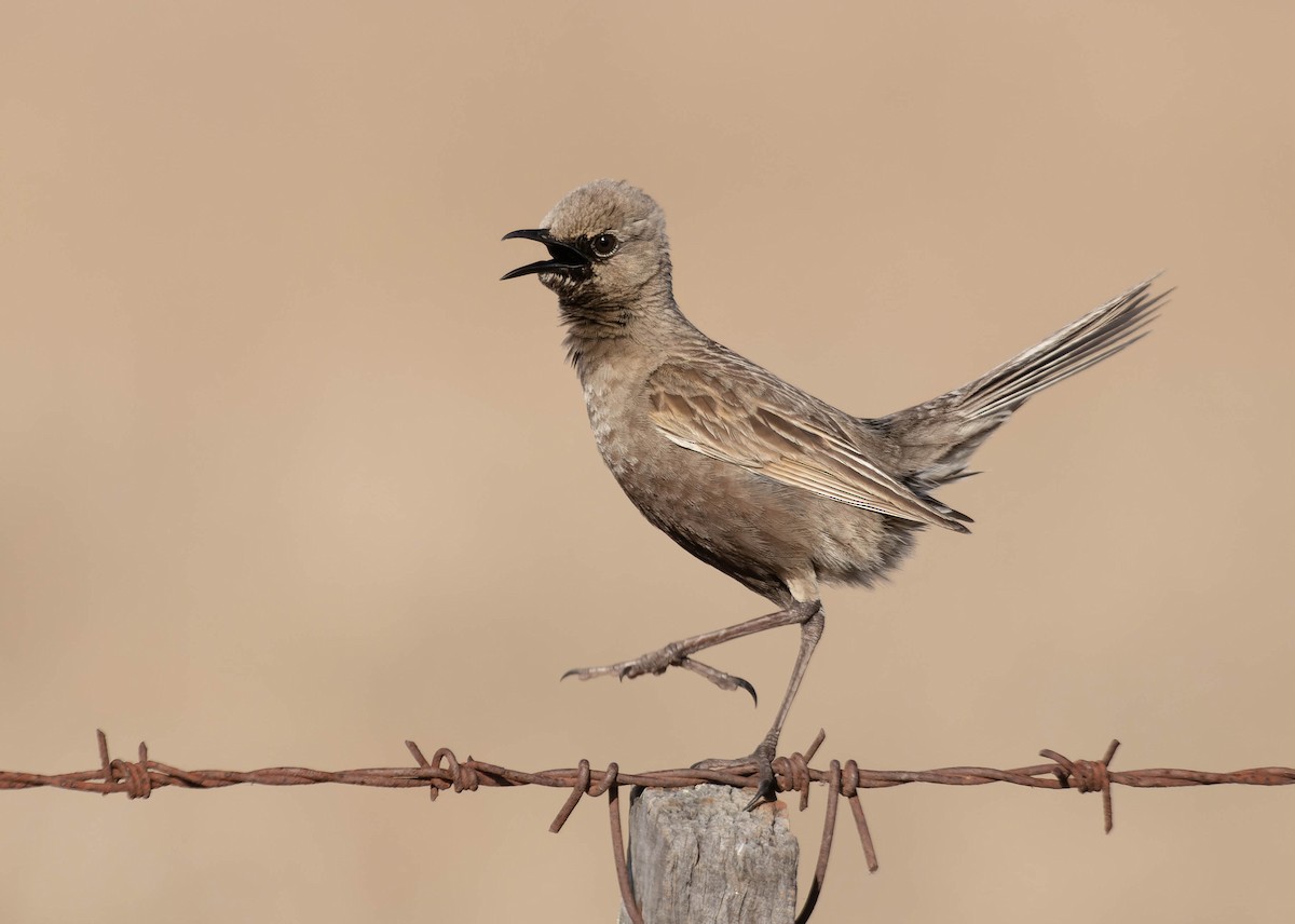 Brown Songlark - Zebedee Muller