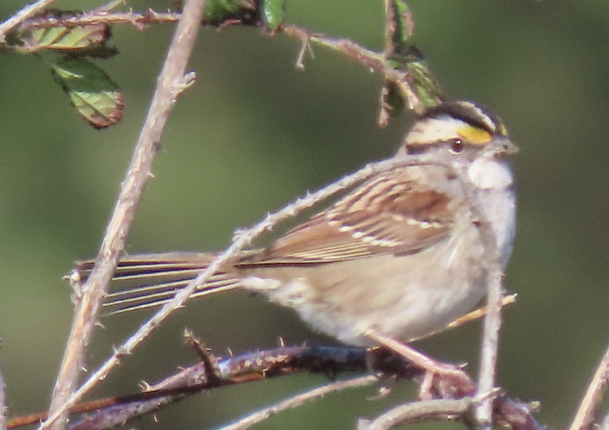 White-throated Sparrow - Kathleen Williams