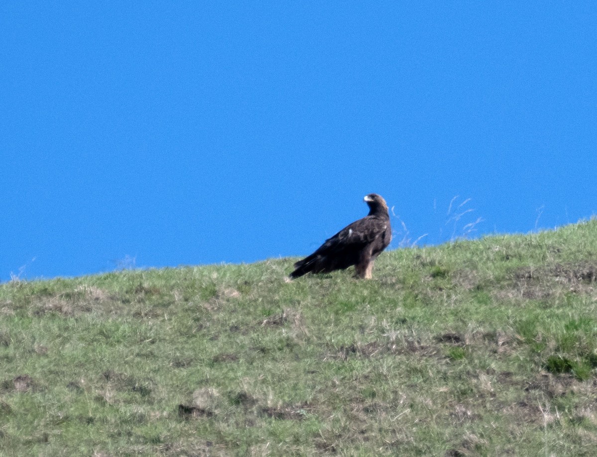 Águila Real - ML386236741