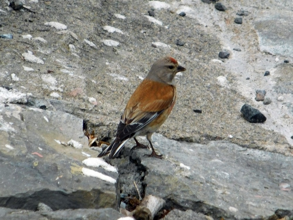 Eurasian Linnet - ML38623701