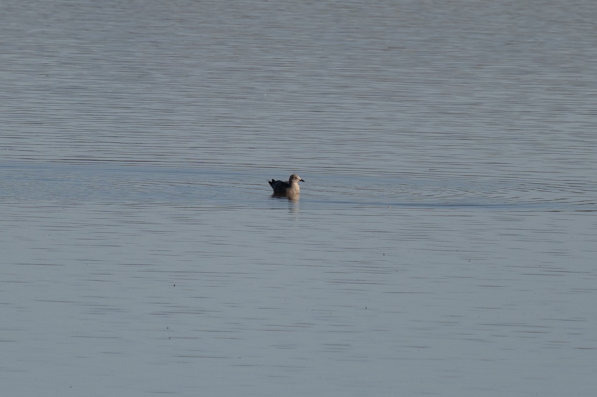 Lesser Black-backed Gull - ML386237711