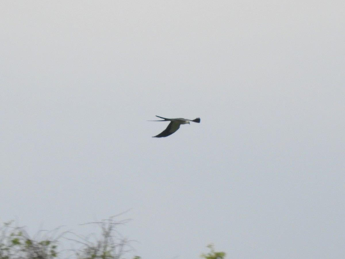 Swallow-tailed Kite - Gonzalo Diaz