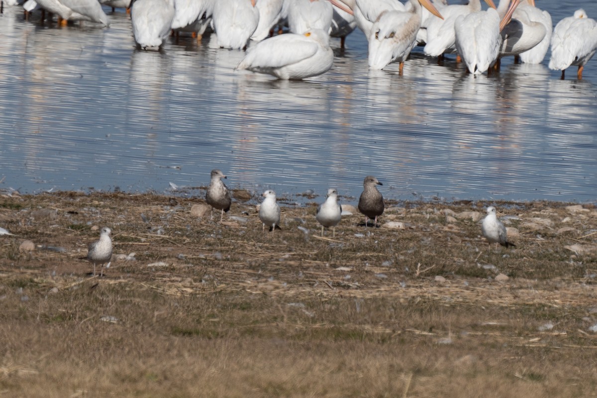 Lesser Black-backed Gull - ML386239441