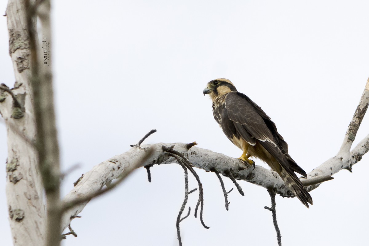 Aplomado Falcon - Jerome Foster