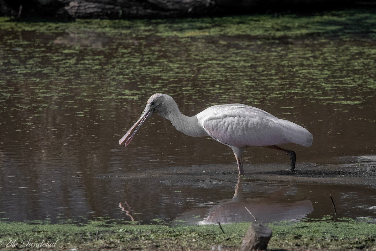 Roseate Spoonbill - ML386240931