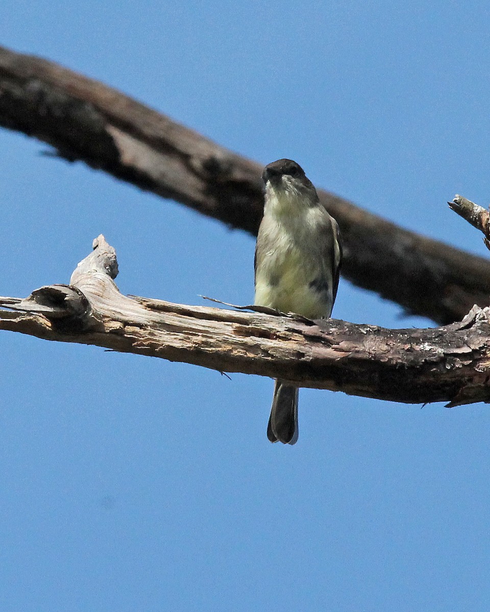 Eastern Phoebe - Mary Keim