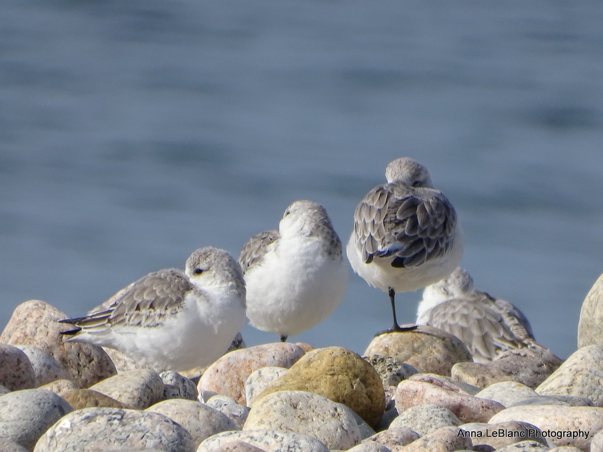 Sanderling - Anna LeBlanc