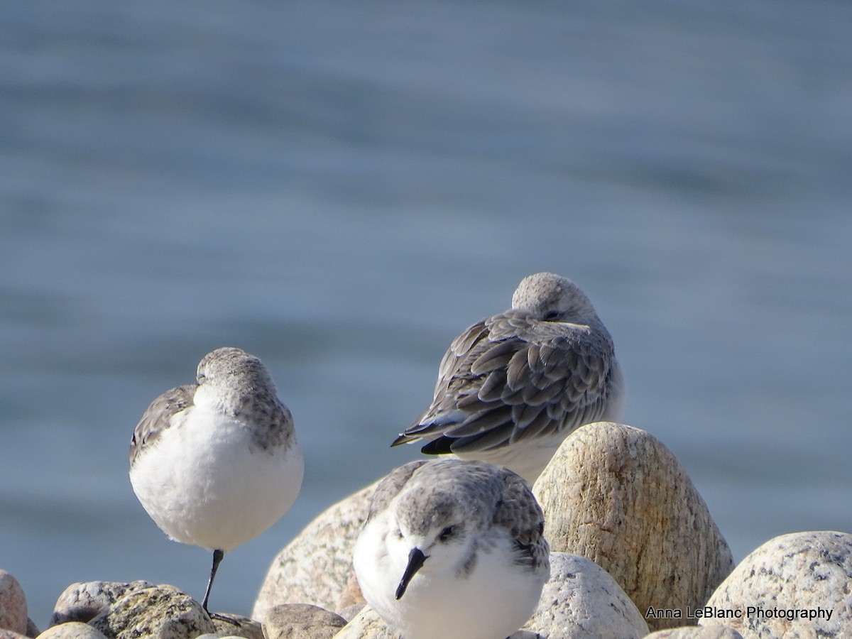 Sanderling - ML386244441