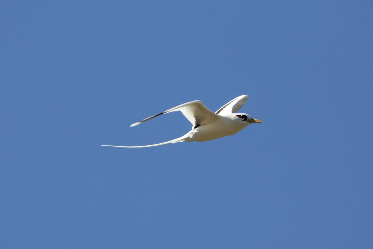 White-tailed Tropicbird - ML386248861