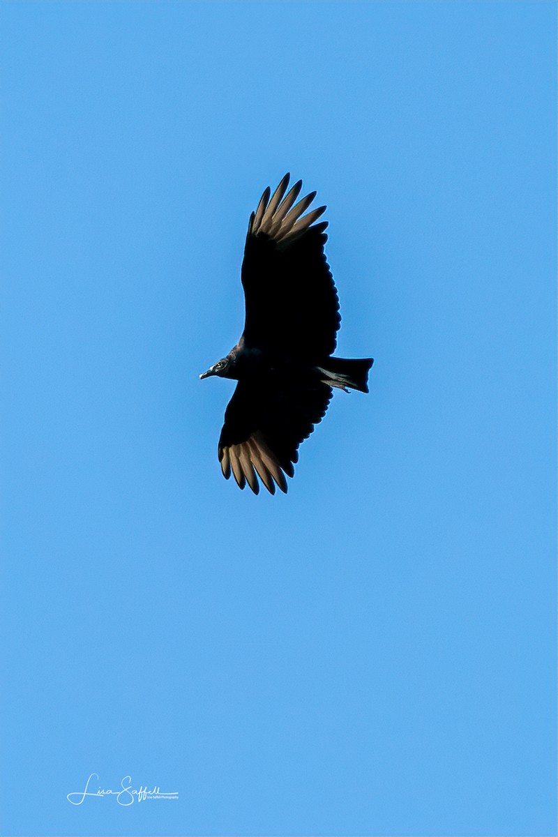 Black Vulture - Lisa Saffell