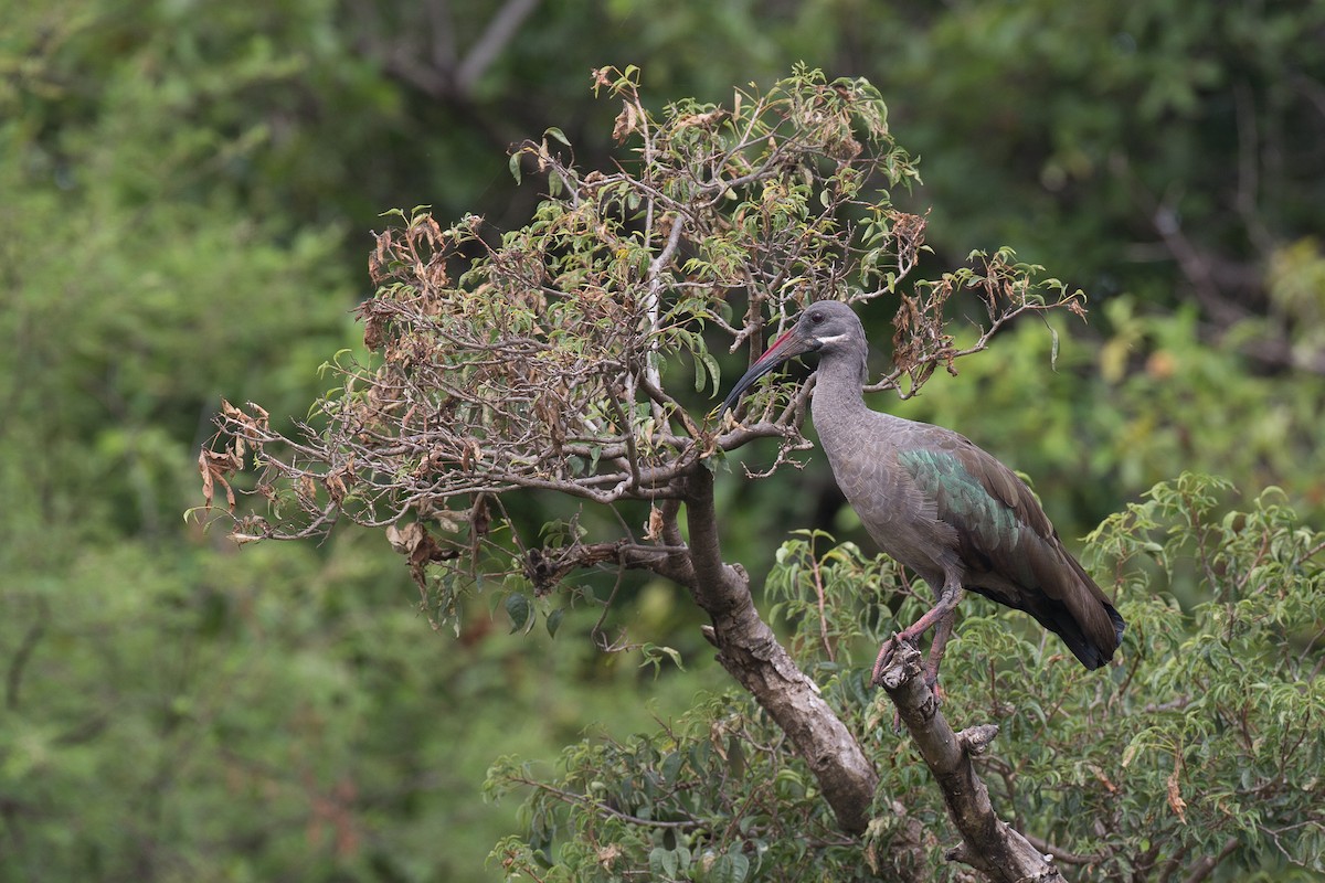 Hadada Ibis - Chris Wood