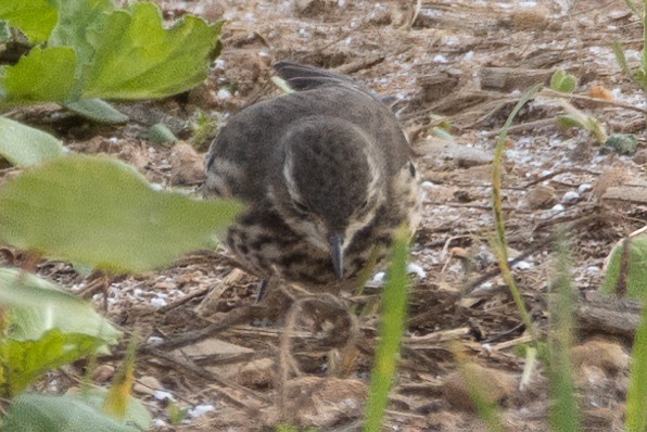 American Pipit - ML386251931