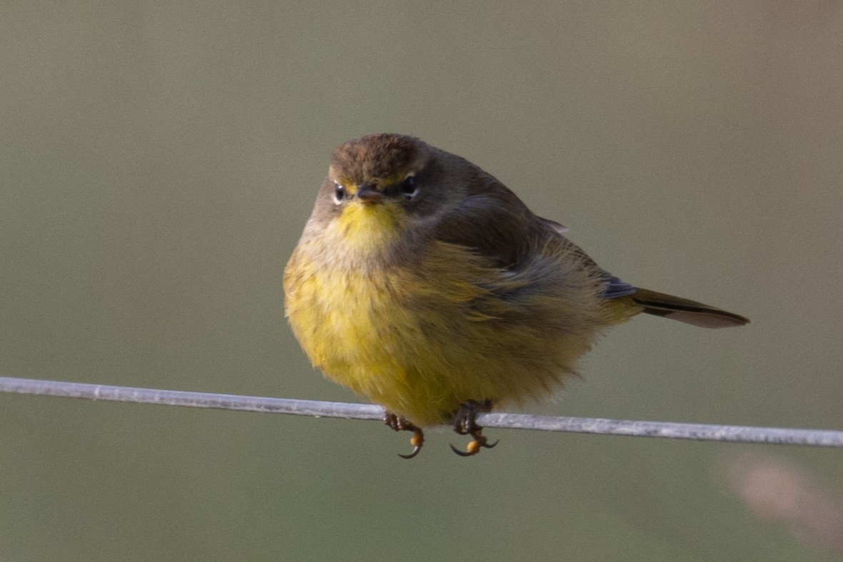 Palm Warbler (Yellow) - ML386251981